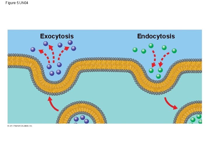 Figure 5. UN 04 Exocytosis Endocytosis 