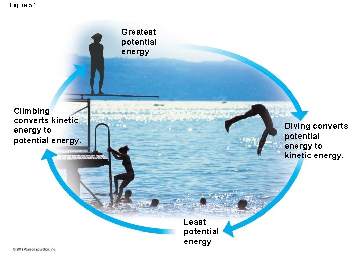 Figure 5. 1 Greatest potential energy Climbing converts kinetic energy to potential energy. Diving