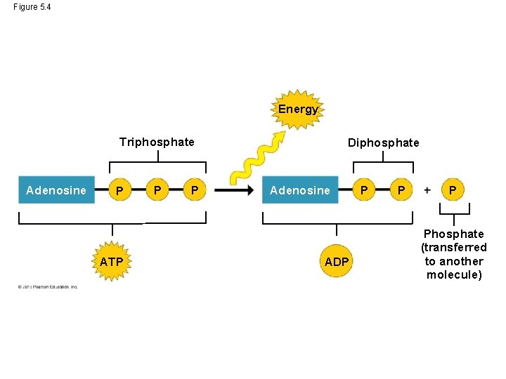 Figure 5. 4 Energy Triphosphate Adenosine P ATP P P Diphosphate Adenosine ADP P