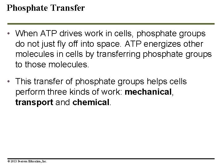 Phosphate Transfer • When ATP drives work in cells, phosphate groups do not just