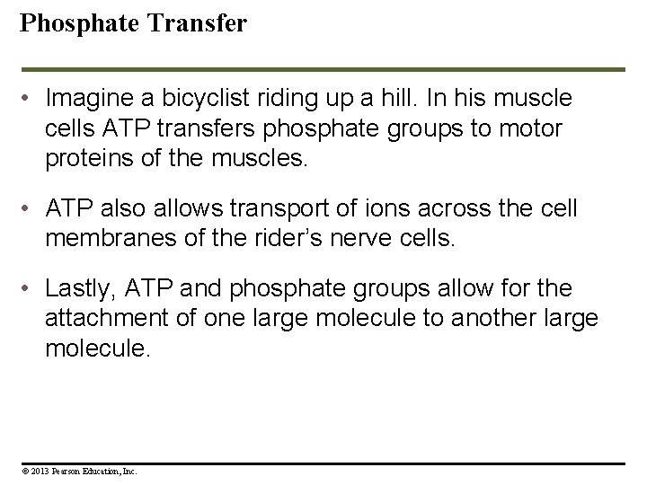 Phosphate Transfer • Imagine a bicyclist riding up a hill. In his muscle cells