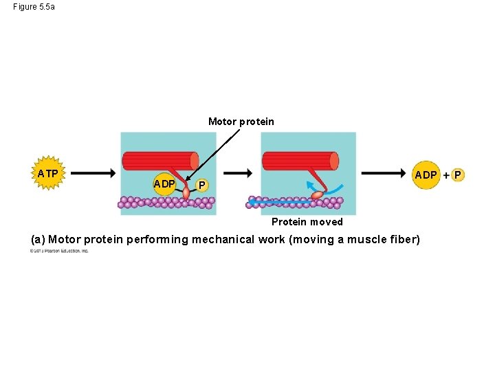Figure 5. 5 a Motor protein ATP ADP P Protein moved (a) Motor protein