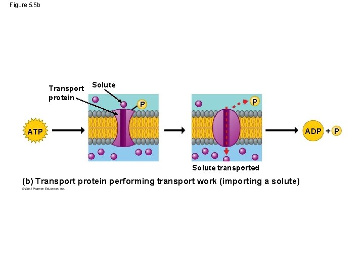 Figure 5. 5 b Transport protein Solute P P ADP ATP Solute transported (b)