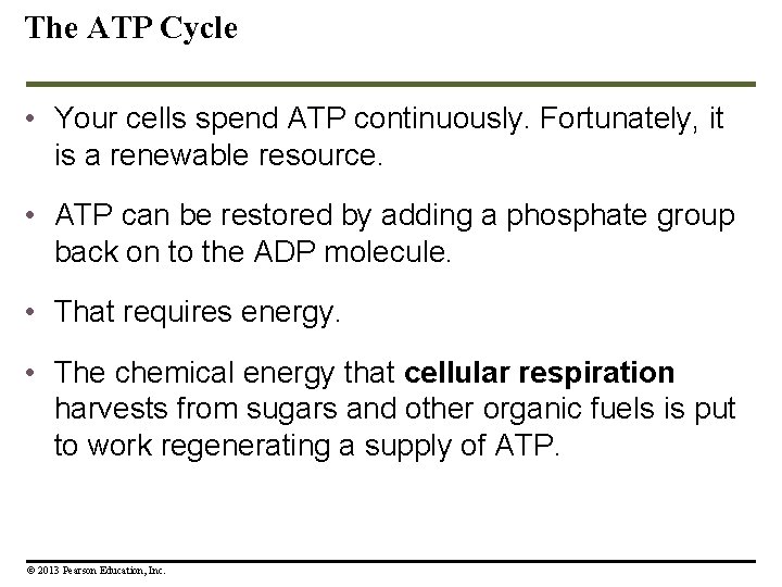 The ATP Cycle • Your cells spend ATP continuously. Fortunately, it is a renewable