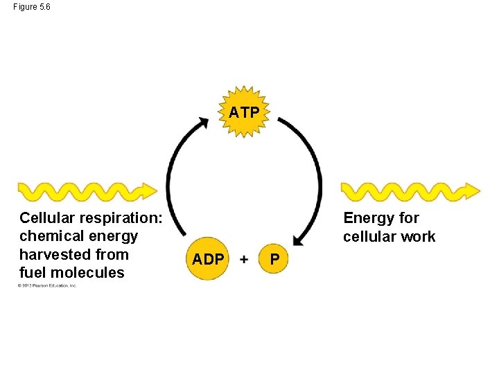Figure 5. 6 ATP Cellular respiration: chemical energy harvested from fuel molecules Energy for