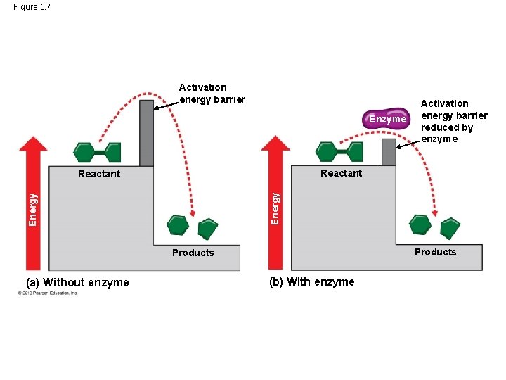 Figure 5. 7 Activation energy barrier Enzyme Reactant Energy Reactant Products (a) Without enzyme