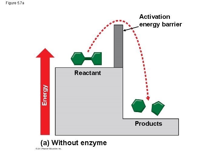 Figure 5. 7 a Activation energy barrier Energy Reactant Products (a) Without enzyme 