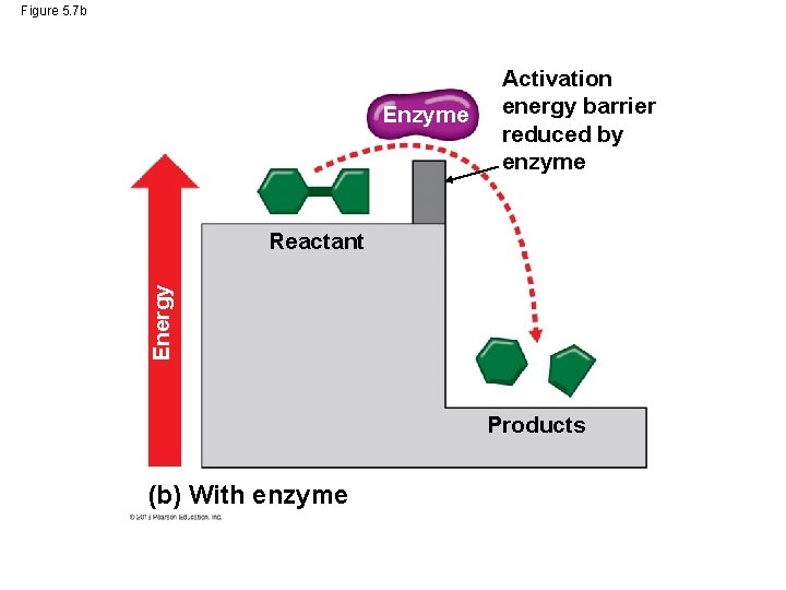 Figure 5. 7 b Enzyme Activation energy barrier reduced by enzyme Energy Reactant Products