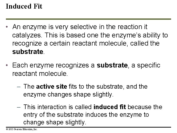 Induced Fit • An enzyme is very selective in the reaction it catalyzes. This