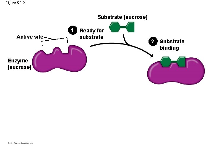 Figure 5. 9 -2 Substrate (sucrose) 1 Active site Enzyme (sucrase) Ready for substrate
