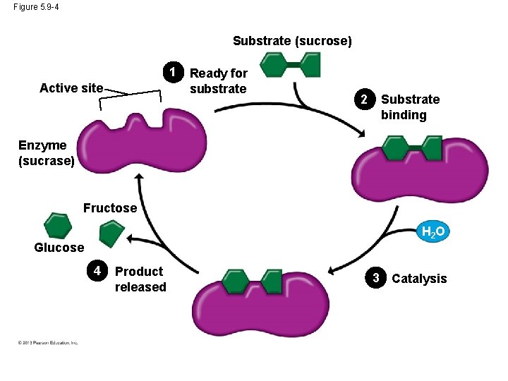 Figure 5. 9 -4 Substrate (sucrose) 1 Active site Ready for substrate 2 Substrate