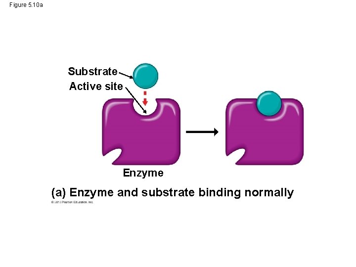 Figure 5. 10 a Substrate Active site Enzyme (a) Enzyme and substrate binding normally