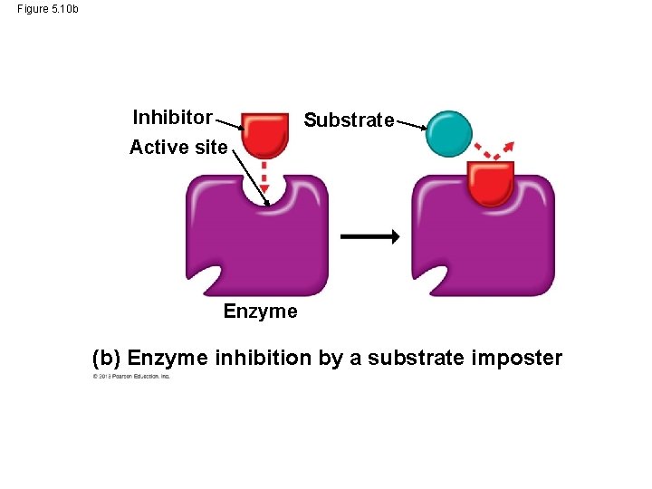 Figure 5. 10 b Inhibitor Active site Substrate Enzyme (b) Enzyme inhibition by a