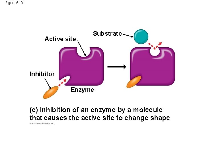 Figure 5. 10 c Active site Substrate Inhibitor Enzyme (c) Inhibition of an enzyme