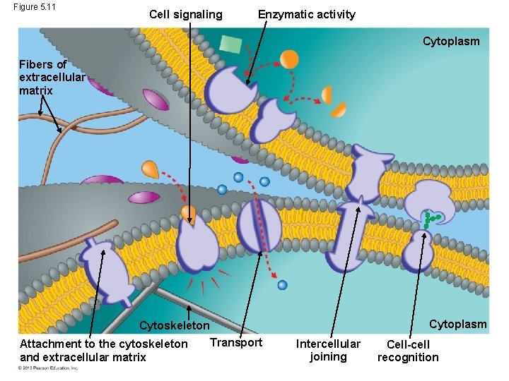 Figure 5. 11 Cell signaling Enzymatic activity Cytoplasm Fibers of extracellular matrix Cytoskeleton Transport