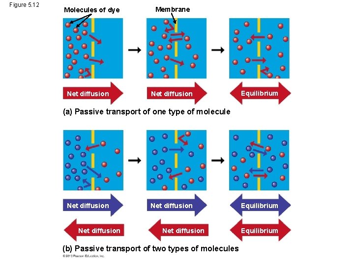 Figure 5. 12 Molecules of dye Net diffusion Membrane Net diffusion Equilibrium (a) Passive