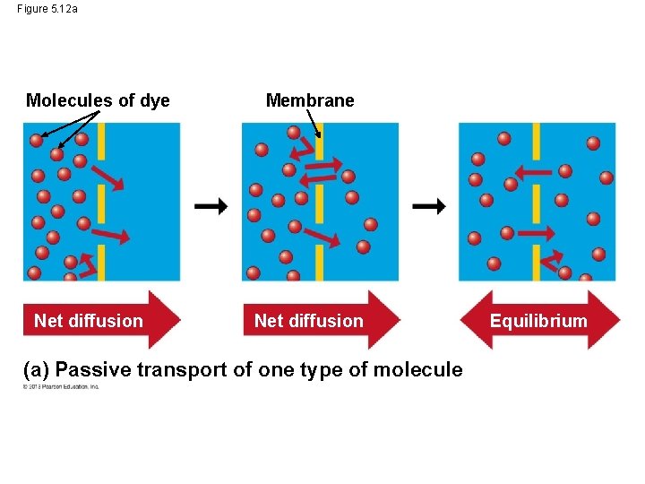 Figure 5. 12 a Molecules of dye Net diffusion Membrane Net diffusion (a) Passive