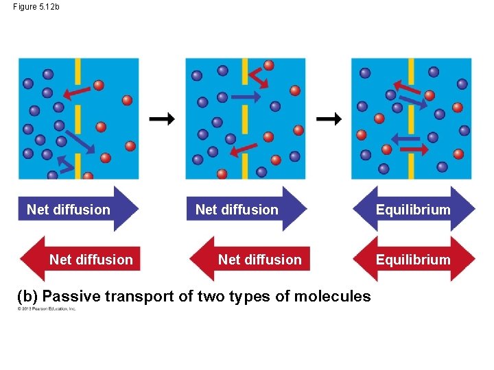 Figure 5. 12 b Net diffusion (b) Passive transport of two types of molecules