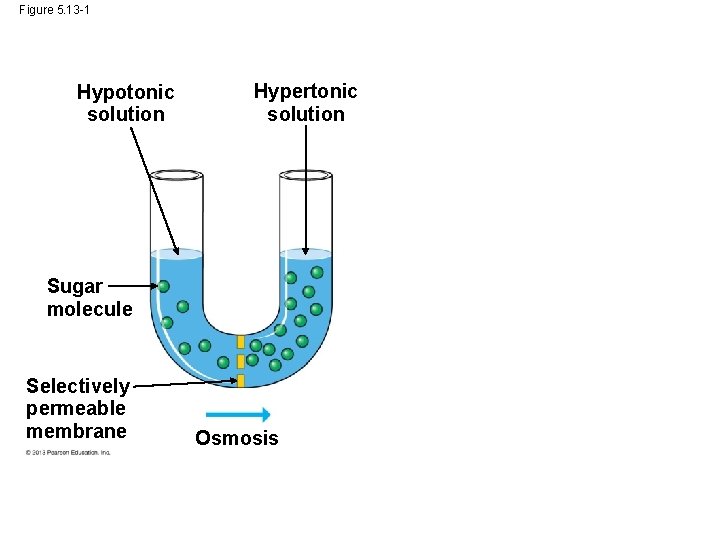 Figure 5. 13 -1 Hypotonic solution Hypertonic solution Sugar molecule Selectively permeable membrane Osmosis
