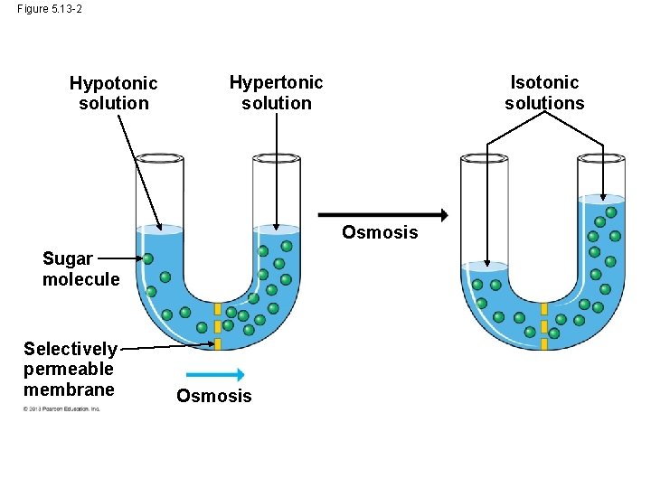 Figure 5. 13 -2 Hypotonic solution Isotonic solutions Hypertonic solution Osmosis Sugar molecule Selectively