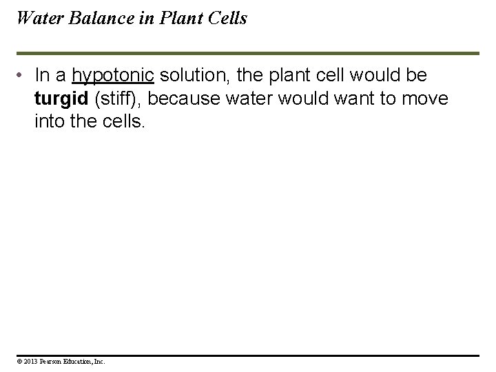 Water Balance in Plant Cells • In a hypotonic solution, the plant cell would