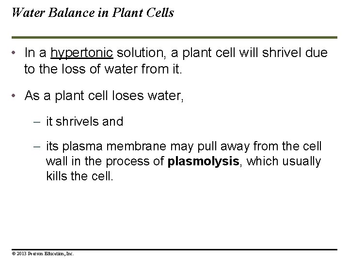 Water Balance in Plant Cells • In a hypertonic solution, a plant cell will