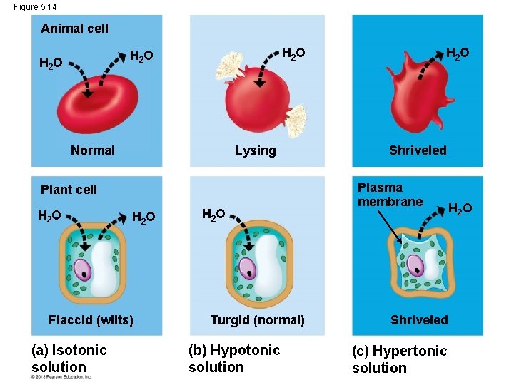 Figure 5. 14 Animal cell H 2 O Normal Lysing Plant cell H 2