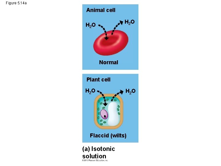 Figure 5. 14 a Animal cell H 2 O Normal Plant cell H 2