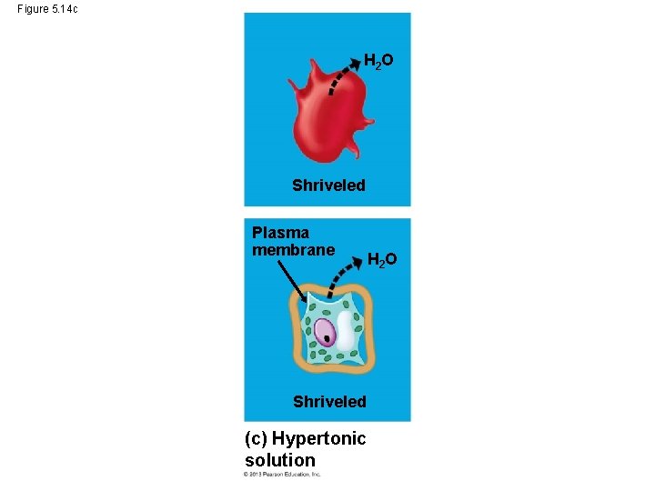 Figure 5. 14 c H 2 O Shriveled Plasma membrane H 2 O Shriveled