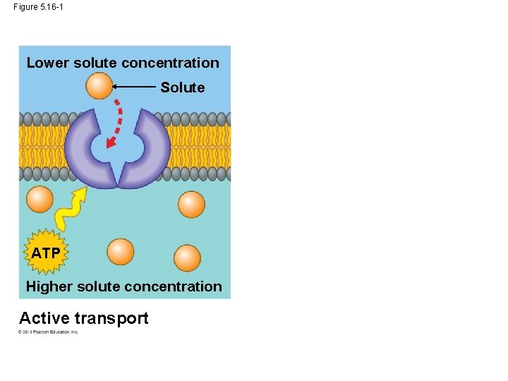Figure 5. 16 -1 Lower solute concentration Solute ATP Higher solute concentration Active transport Figure 5. 16 -1 Lower solute concentration Solute ATP Higher solute concentration Active transport
