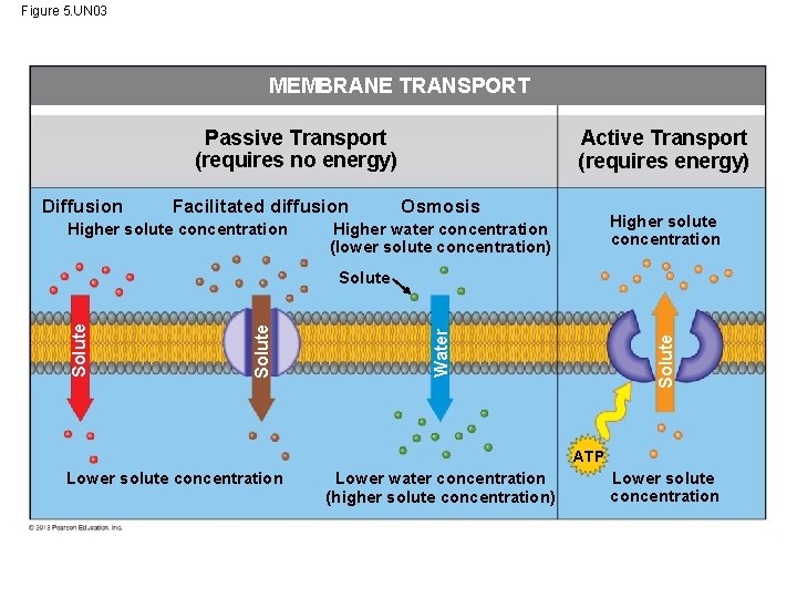Figure 5. UN 03 MEMBRANE TRANSPORT Passive Transport (requires no energy) Diffusion Facilitated diffusion