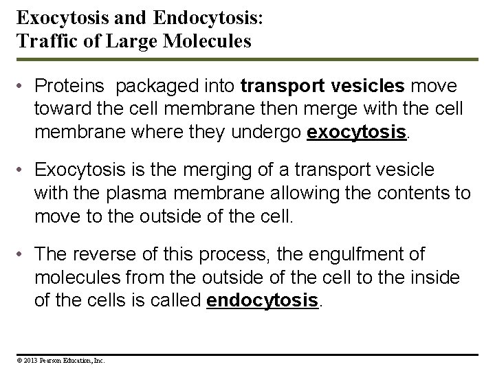 Exocytosis and Endocytosis: Traffic of Large Molecules • Proteins packaged into transport vesicles move