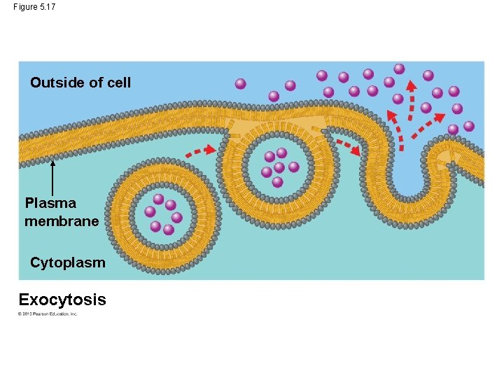 Figure 5. 17 Outside of cell Plasma membrane Cytoplasm Exocytosis 