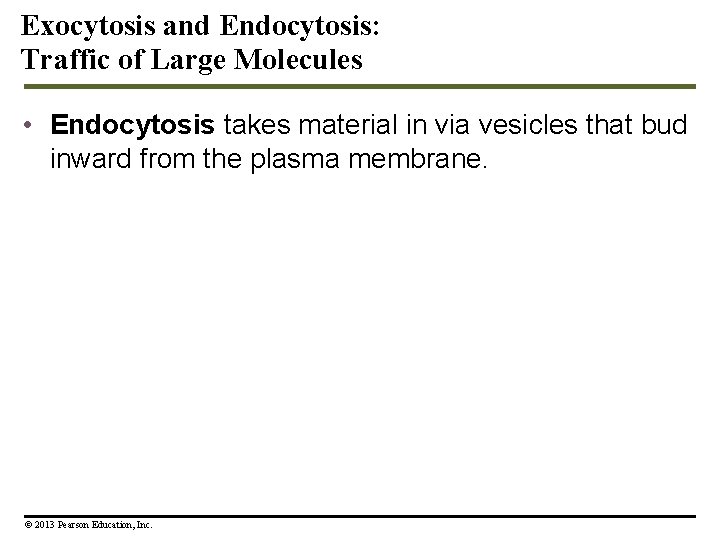 Exocytosis and Endocytosis: Traffic of Large Molecules • Endocytosis takes material in via vesicles