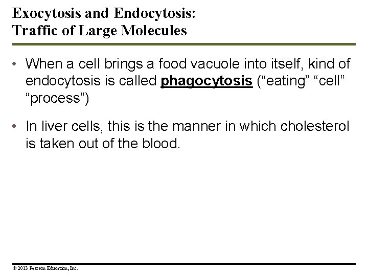 Exocytosis and Endocytosis: Traffic of Large Molecules • When a cell brings a food