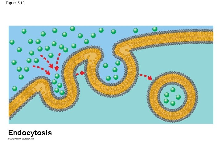 Figure 5. 18 Endocytosis 
