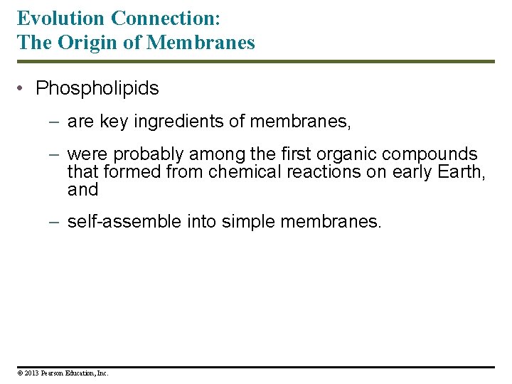 Evolution Connection: The Origin of Membranes • Phospholipids – are key ingredients of membranes,