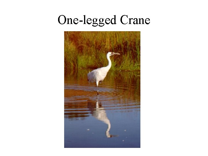 One-legged Crane 