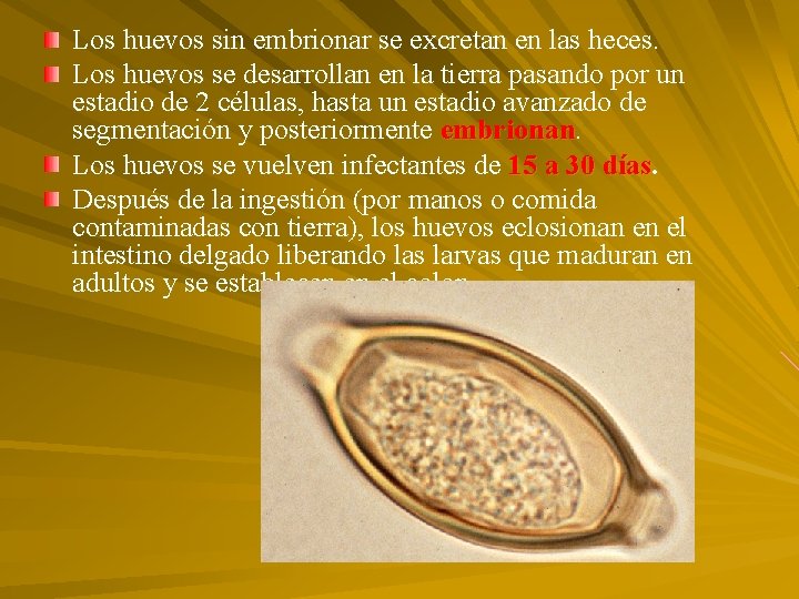 Los huevos sin embrionar se excretan en las heces. Los huevos se desarrollan en