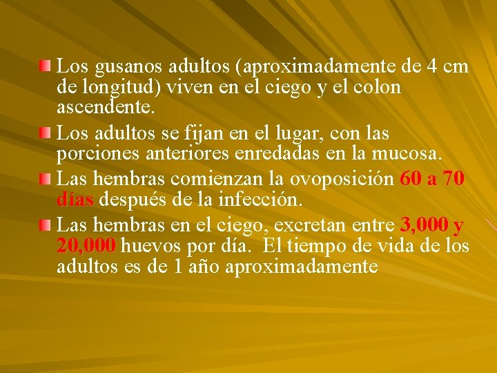 Los gusanos adultos (aproximadamente de 4 cm de longitud) viven en el ciego y