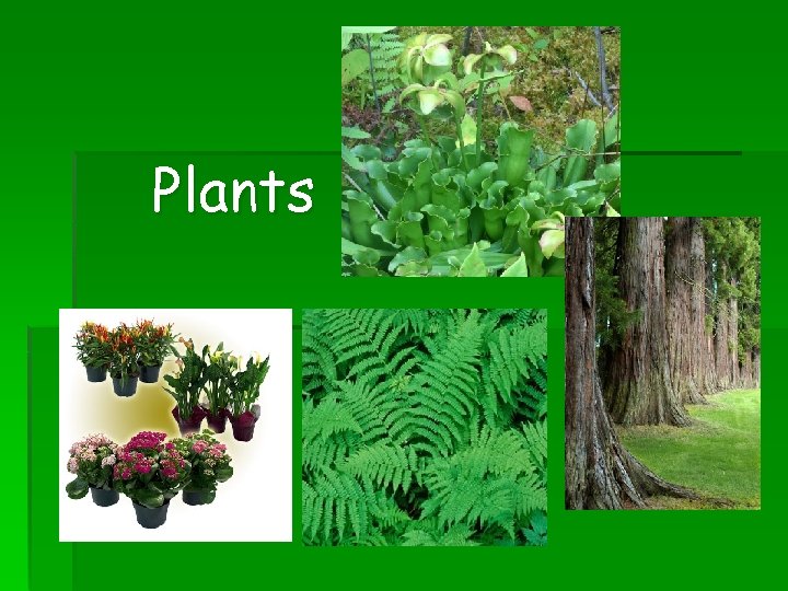 Plants 
