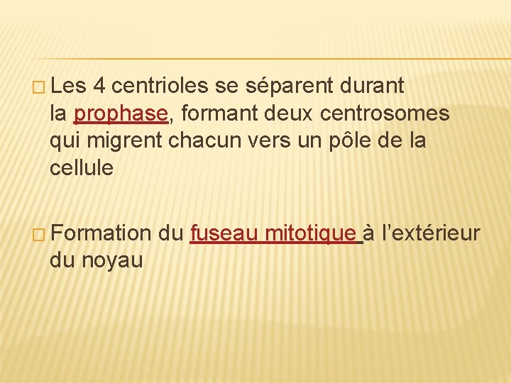 � Les 4 centrioles se séparent durant la prophase, formant deux centrosomes qui migrent � Les 4 centrioles se séparent durant la prophase, formant deux centrosomes qui migrent