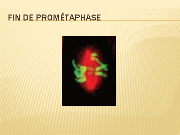 FIN DE PROMÉTAPHASE FIN DE PROMÉTAPHASE