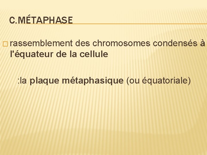 C. MÉTAPHASE � rassemblement des chromosomes condensés à l'équateur de la cellule : la C. MÉTAPHASE � rassemblement des chromosomes condensés à l'équateur de la cellule : la