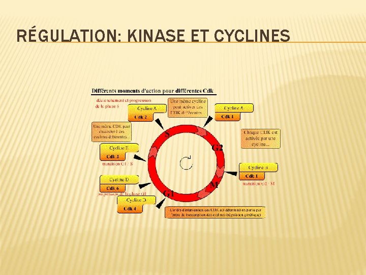 RÉGULATION: KINASE ET CYCLINES RÉGULATION: KINASE ET CYCLINES