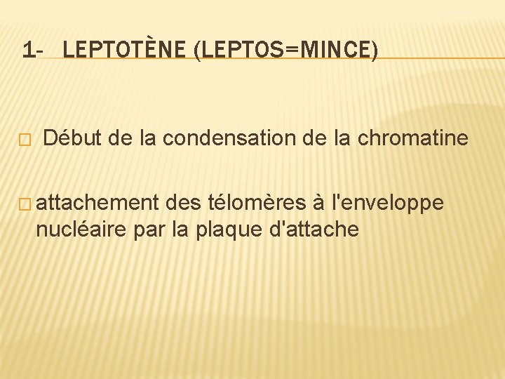 1 - LEPTOTÈNE (LEPTOS=MINCE) � Début de la condensation de la chromatine � attachement 1 - LEPTOTÈNE (LEPTOS=MINCE) � Début de la condensation de la chromatine � attachement