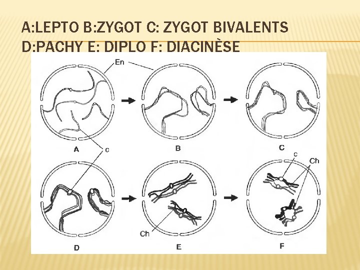 A: LEPTO B: ZYGOT C: ZYGOT BIVALENTS D: PACHY E: DIPLO F: DIACINÈSE A: LEPTO B: ZYGOT C: ZYGOT BIVALENTS D: PACHY E: DIPLO F: DIACINÈSE