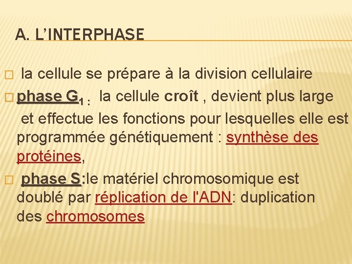 A. L’INTERPHASE la cellule se prépare à la division cellulaire � phase G 1 A. L’INTERPHASE la cellule se prépare à la division cellulaire � phase G 1