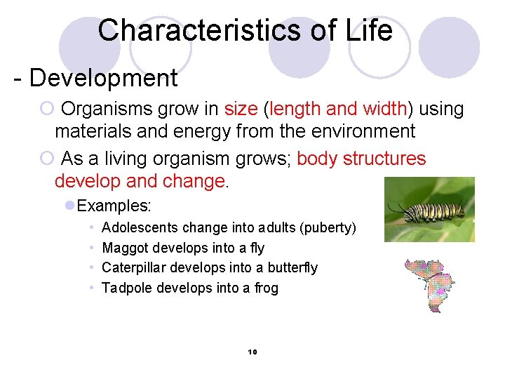 Characteristics of Life - Development ¡ Organisms grow in size (length and width) using