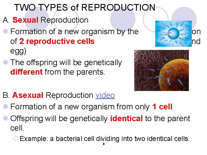TWO TYPES of REPRODUCTION A. Sexual Reproduction l Formation of a new organism by